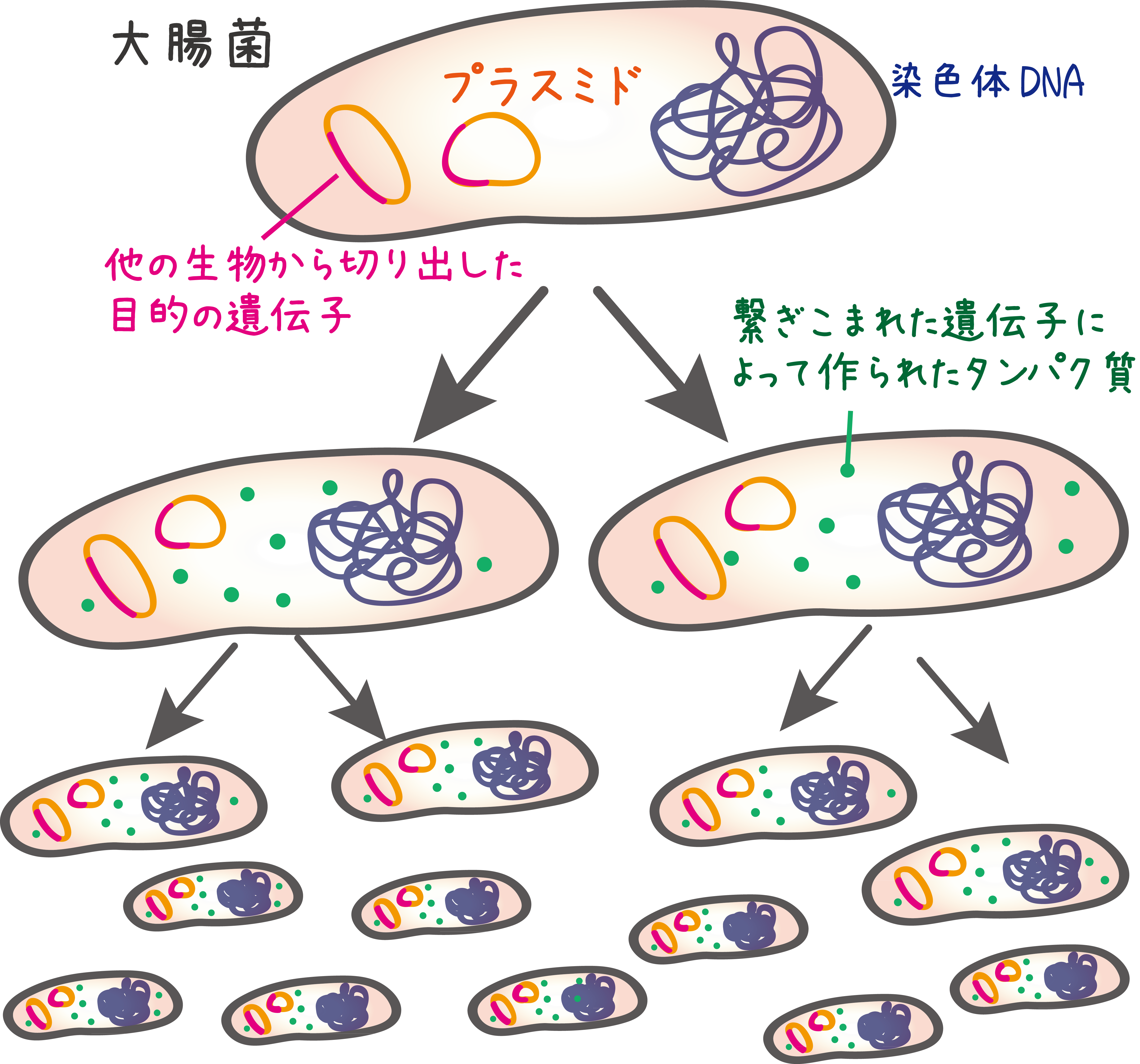KEK IMSS ニュース・成果 タンパク質1分子でDNA2本鎖をほどく、新しい仕組み