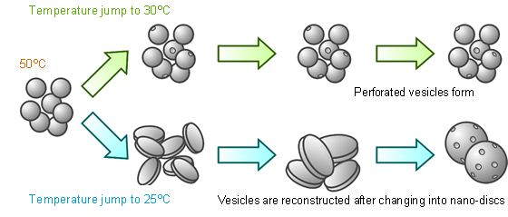 リン脂質ベシクルの構造制御の例