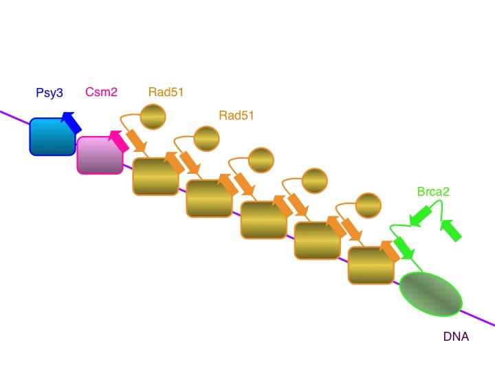 DNA組換えを制御する新しいタンパク質複合体の役割を解明