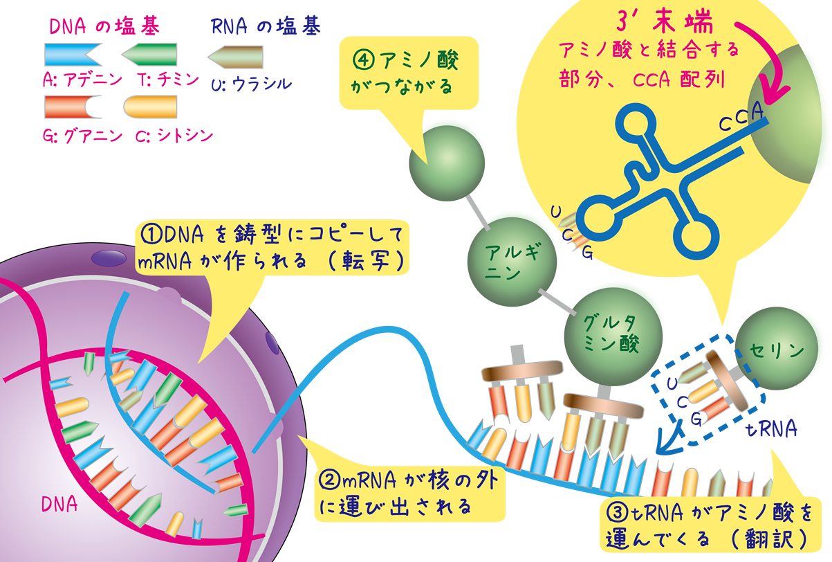 鋳型を使わずにrnaを合成するしくみを解明 Kek Imss