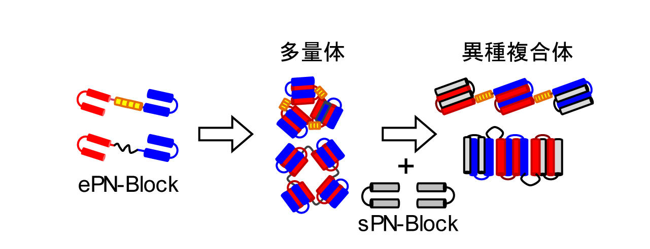 信州大学などの研究グループ 新たな鎖状連結タンパク質ナノブロックを開発 Kek Imss