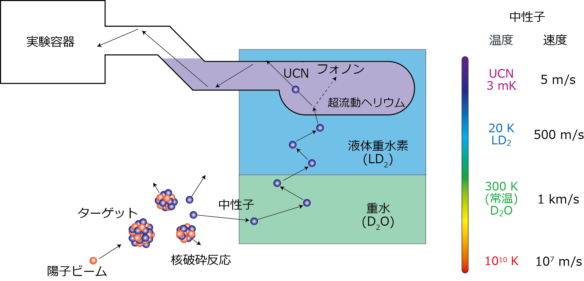 図3. 陽子ビームによる核破砕反応により原子核から飛び出したばかりの中性子は、メガeV級のエネルギーを持つ、つまり非常に高温な状態ですが、図の下から順に段階的に冷却され、最終的に1 Kの液体ヘリウム（紫の部分）を用いて5 m/sという極低速度で運動する超冷中性子（UCN）となります。こうして得られたUCNの運動エネルギーは非常に小さいため、実験容器内に閉じ込めることができます。UCNグループが開発したヘリウム冷凍機は、この内紫の部分にある液体ヘリウムを1 Kに冷却し続けるためのものです。