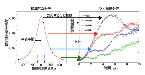 左図：理論的シミュレーションで得られた共鳴曲線。右図：ラビ振動分光を理論的に計算したシミュレーション。