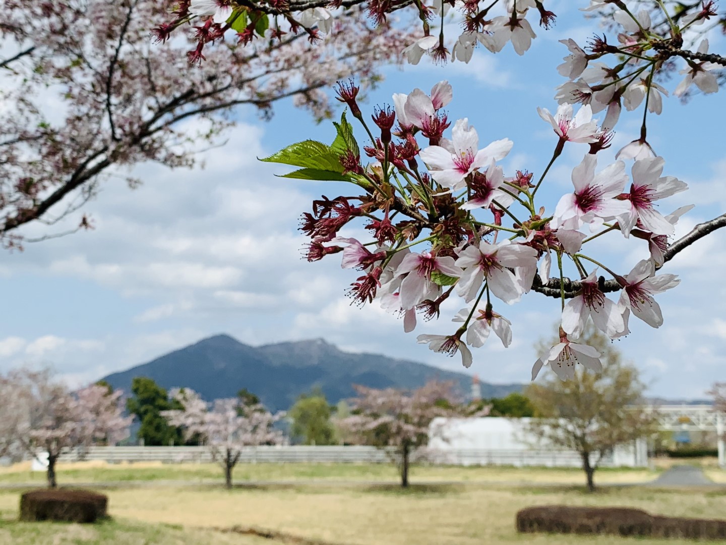 《No.11》Cherry blossoms in front of SuperKEKB Tsukuba Lab