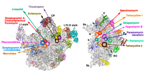 ribosome