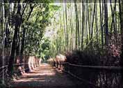 Photo: Thomas Edison used bamboo filament from Kyoto