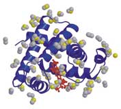 Fig. Protein structure and water molecule