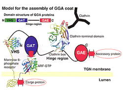 Model for the assembly of GGA coat