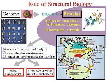 Fig. Role of Structural Biology